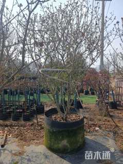 高度180厘米丛生蜡梅
