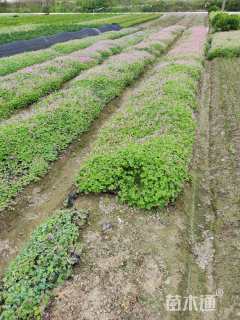 高度20厘米红花酢浆草