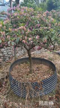 高度200厘米杜鹃