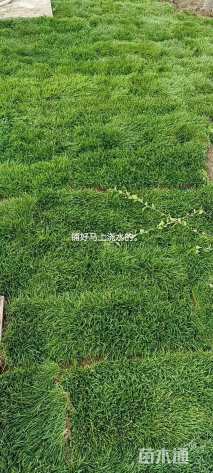 草毯状早熟禾草