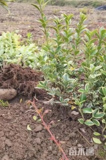 高度30厘米金边黄杨