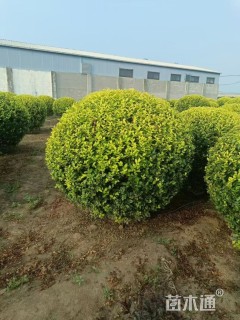 冠幅120厘米金叶女贞球
