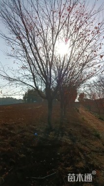 30公分染井吉野樱