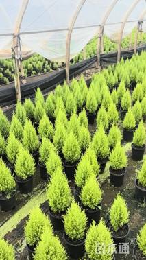 高度35厘米甘松