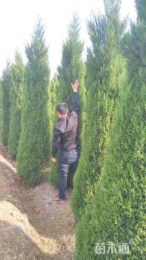 高度250厘米蜀桧
