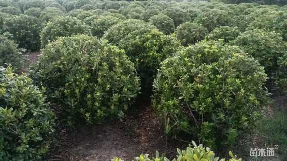 冠幅120厘米海桐球