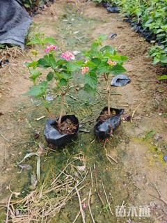 冠幅25厘米五色梅