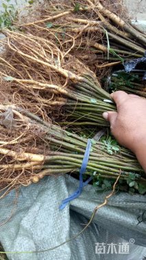 高度90厘米紫穗槐