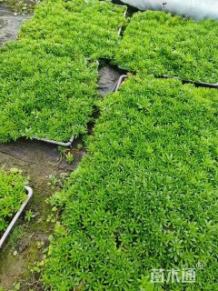 高度10厘米垂盆草