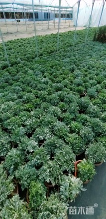 高度8厘米芙蓉菊