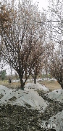 12公分紫叶李