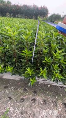 高度100厘米法国冬青