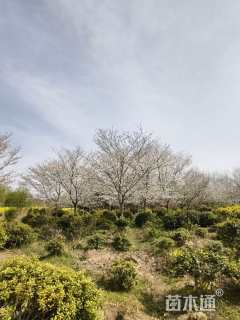 12公分染井吉野樱