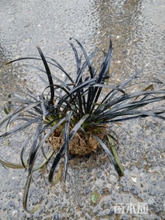 高度8厘米黑麦冬