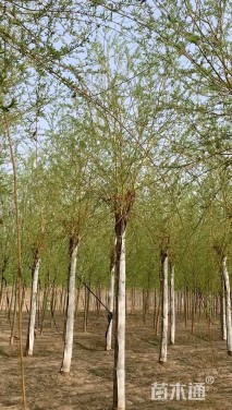 15公分金丝垂柳