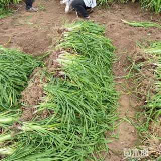 高度30厘米大花萱草