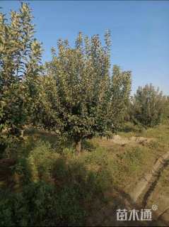 12公分苹果树