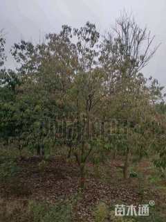 6公分香港四照花