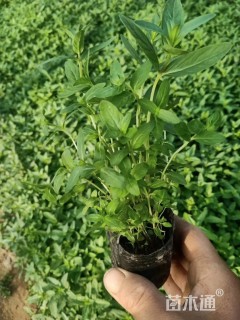 高度10厘米千屈菜
