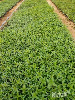 高度10厘米千屈菜