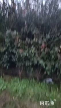 高度120厘米红叶石楠篱笆