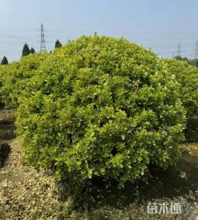 冠幅50厘米金边黄杨球