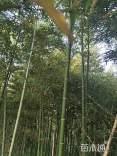 2公分雷竹