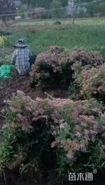 高度40厘米绣线菊