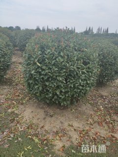 冠幅120厘米红叶石楠球