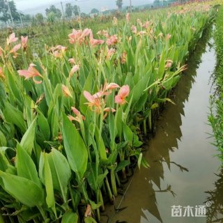 高度40厘米水生美人蕉