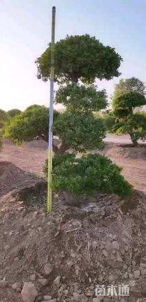 高度250厘米卫矛