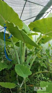 高度100厘米观音芋