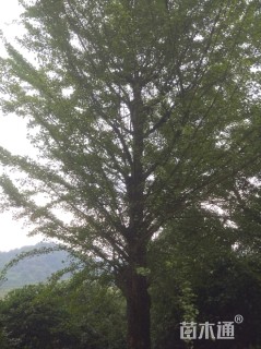40公分银杏