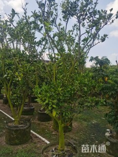 高度300厘米枸橘