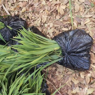 高度30厘米鸢尾