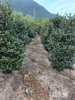 高度200厘米茶梅