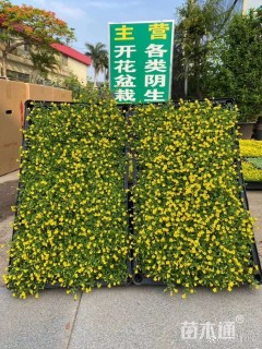 高度5厘米金莎蔓