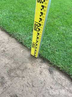 草毯状夏威夷草