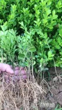 高度10厘米瓜子黄杨