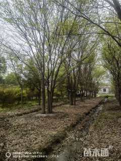 60公分(5杆)丛生榉树