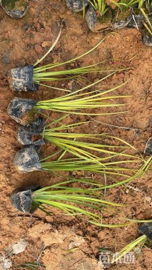 高度20厘米金叶石菖蒲