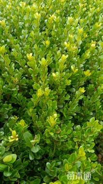 高度25厘米龟甲冬青