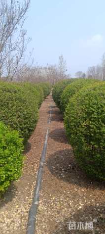 高度150厘米小叶女贞