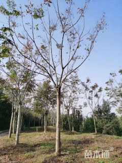 12公分落叶乔木-->黄山栾树