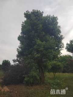 40公分造型杨梅