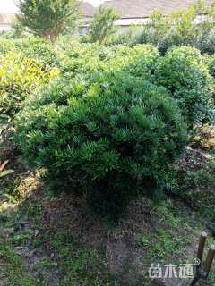 冠幅150厘米罗汉松球