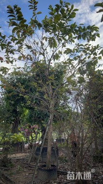 12公分大叶紫薇