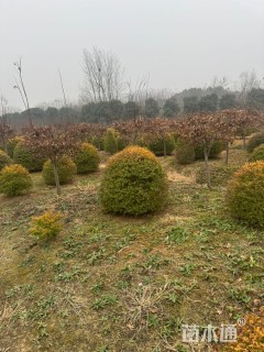 冠幅120厘米亮晶女贞球