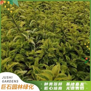 高度35厘米花叶连翘