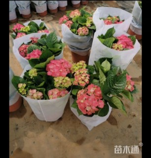 高度40厘米绣球